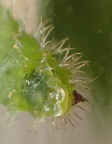 Claremontia confusa